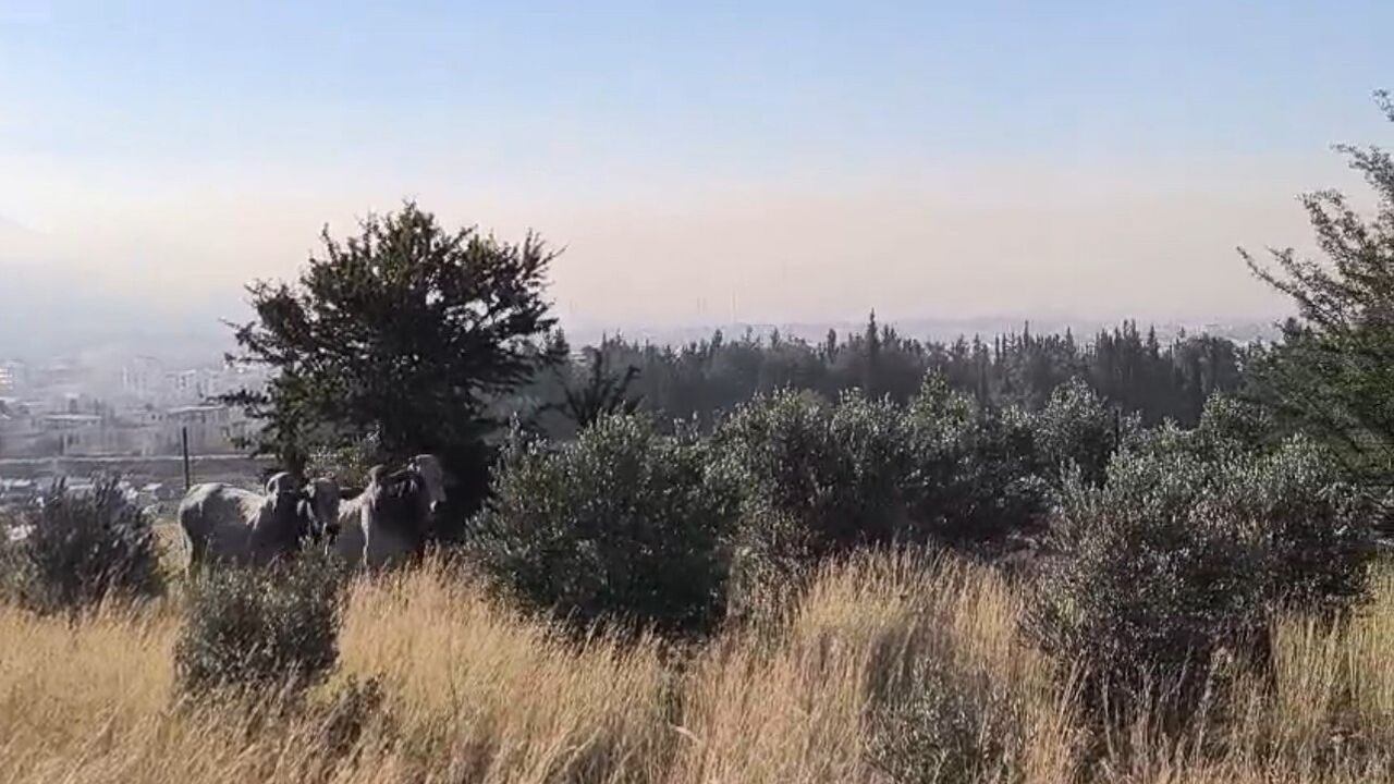 Hatay'da devrilen tırdan kaçan anguslar uyuşturucu iğneyle yakalandı