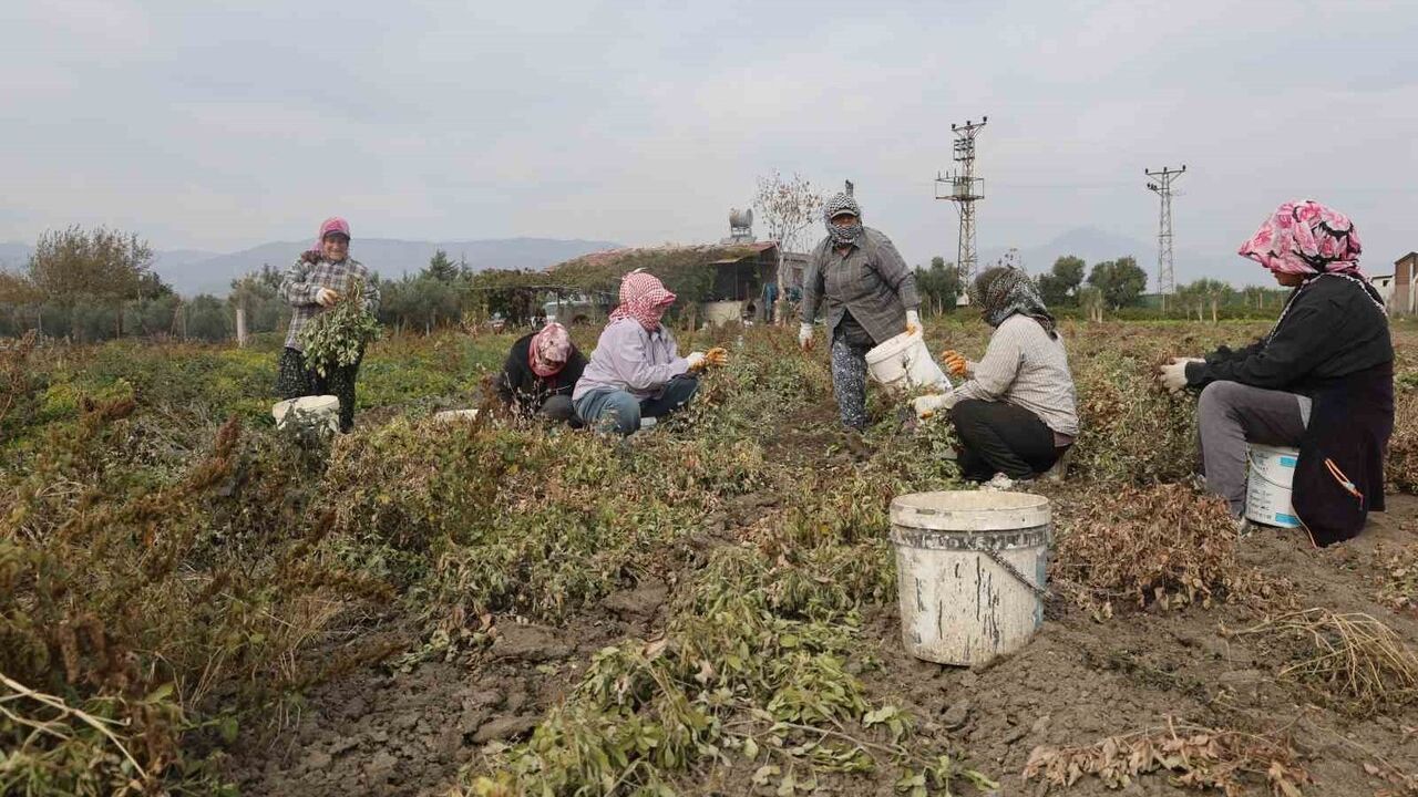 Hatay'da kuraklık nedeniyle yer fıstığı verimi yarı yarıya düştü, hasat başladı