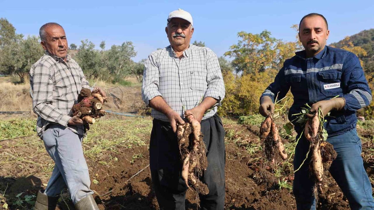 Hatay'da kuraklık verimi düşürdü: Tatlı patates hasadında sona gelindi