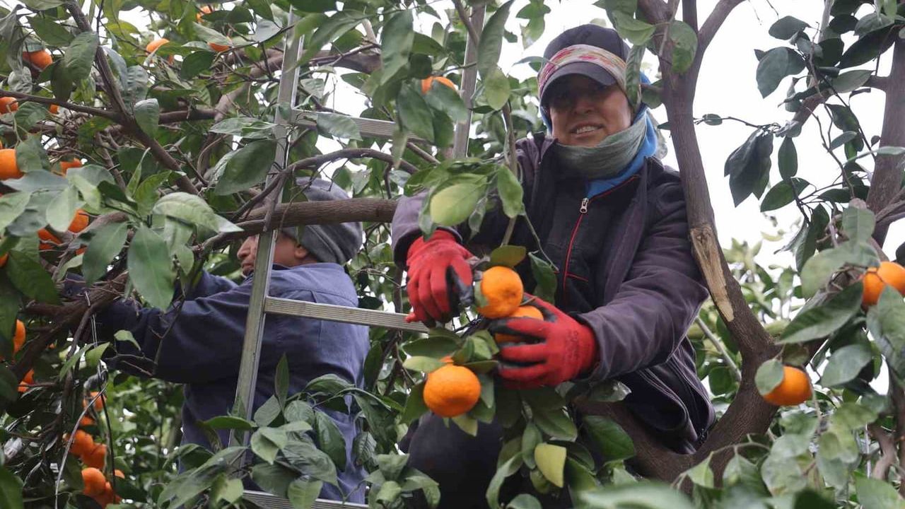 Hatay'da mandalina tarlada 2 TL'ye kadar geriledi, market fiyatlarına tepki