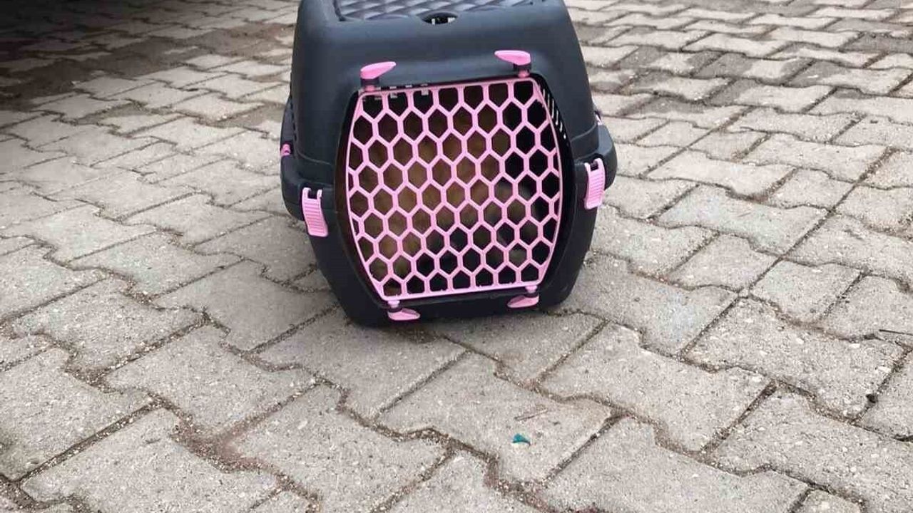 Hatay'da Üşüyen Kedi Otomobil Motorundan İtfaiye ile Kurtarıldı