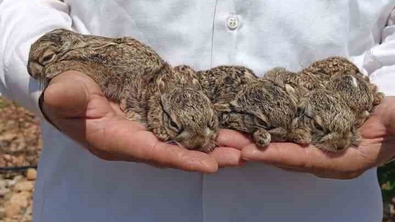 Hataylı çiftçi Doğan Atılgan yavru tavşanları elleriyle yakalayıp zarar vermeden uzaklaştırdı