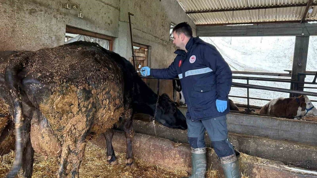Hayrabolu'da şap aşılaması aralıksız sürüyor