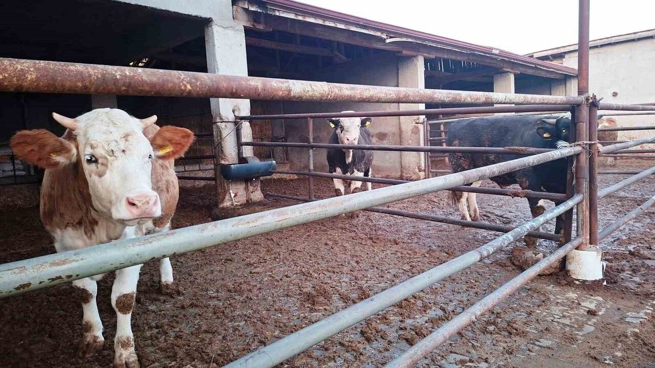 Hisarcık’ta şap karantinası yeniden uygulandı