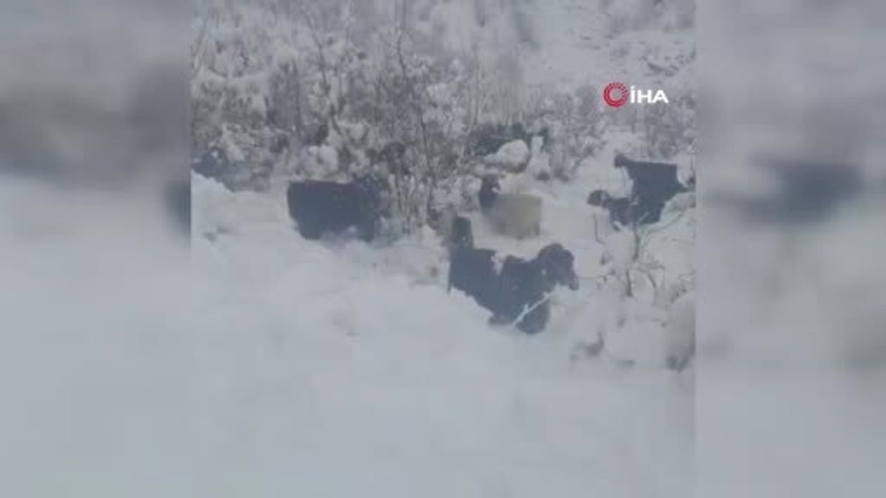 Hizan'da kar aniden bastırdı: Meradaki sürüler zorlandı