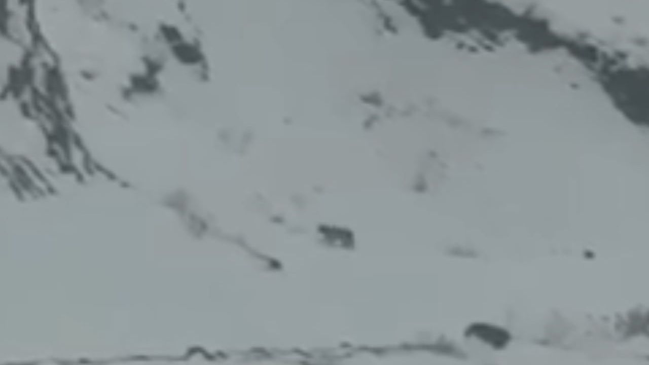 Iğdır’da kar yüzünden köye inen 3 vaşak cepte