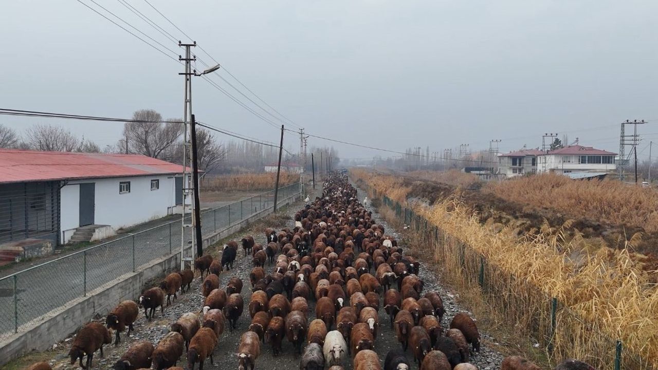 İğdırlı göçerler binlerce hayvanla Iğdır'a döndü