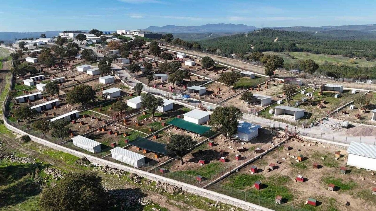 İki köpeği sokağa bırakan kişiye 172 bin 716 TL ceza