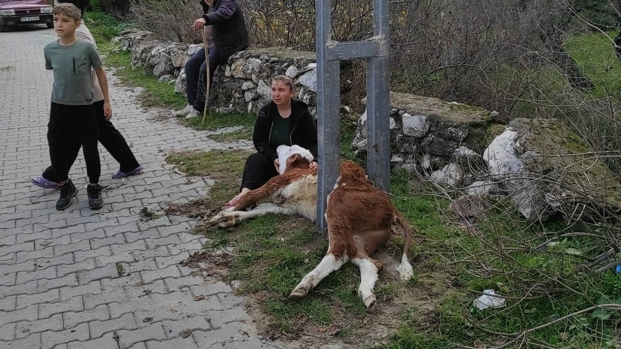 İkiztaş'ta aydınlatma direğine sıkışan buzağı itfaiye tarafından kurtarıldı