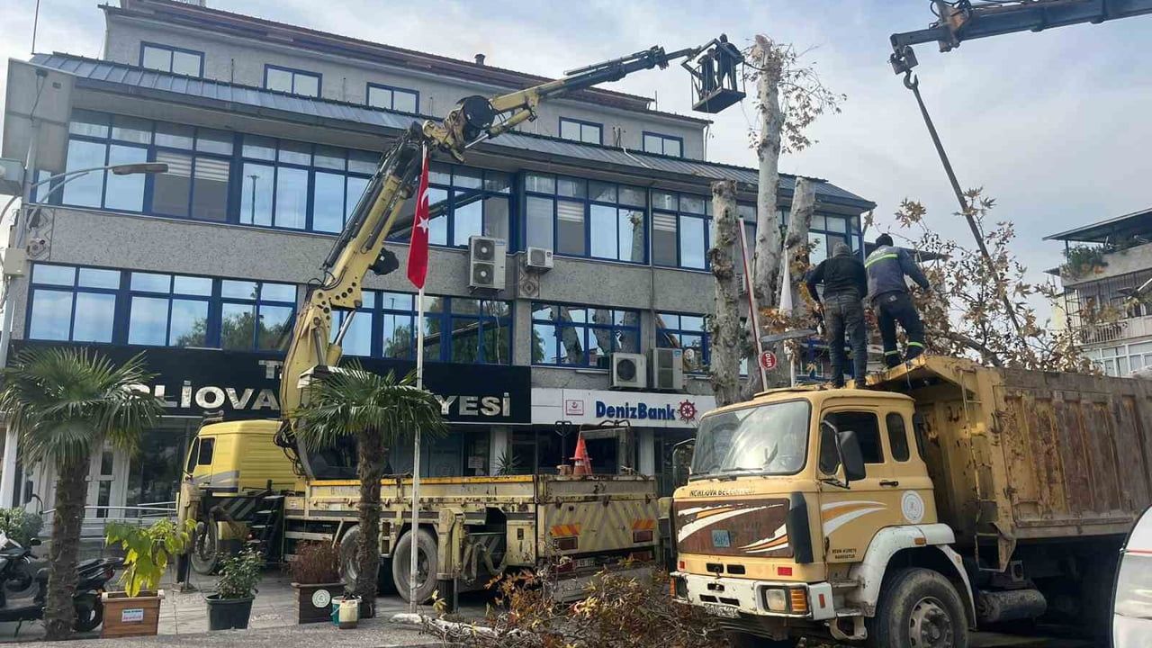 İncirliova'da Yaklaşık 200 Yıllık Çınar Budandı