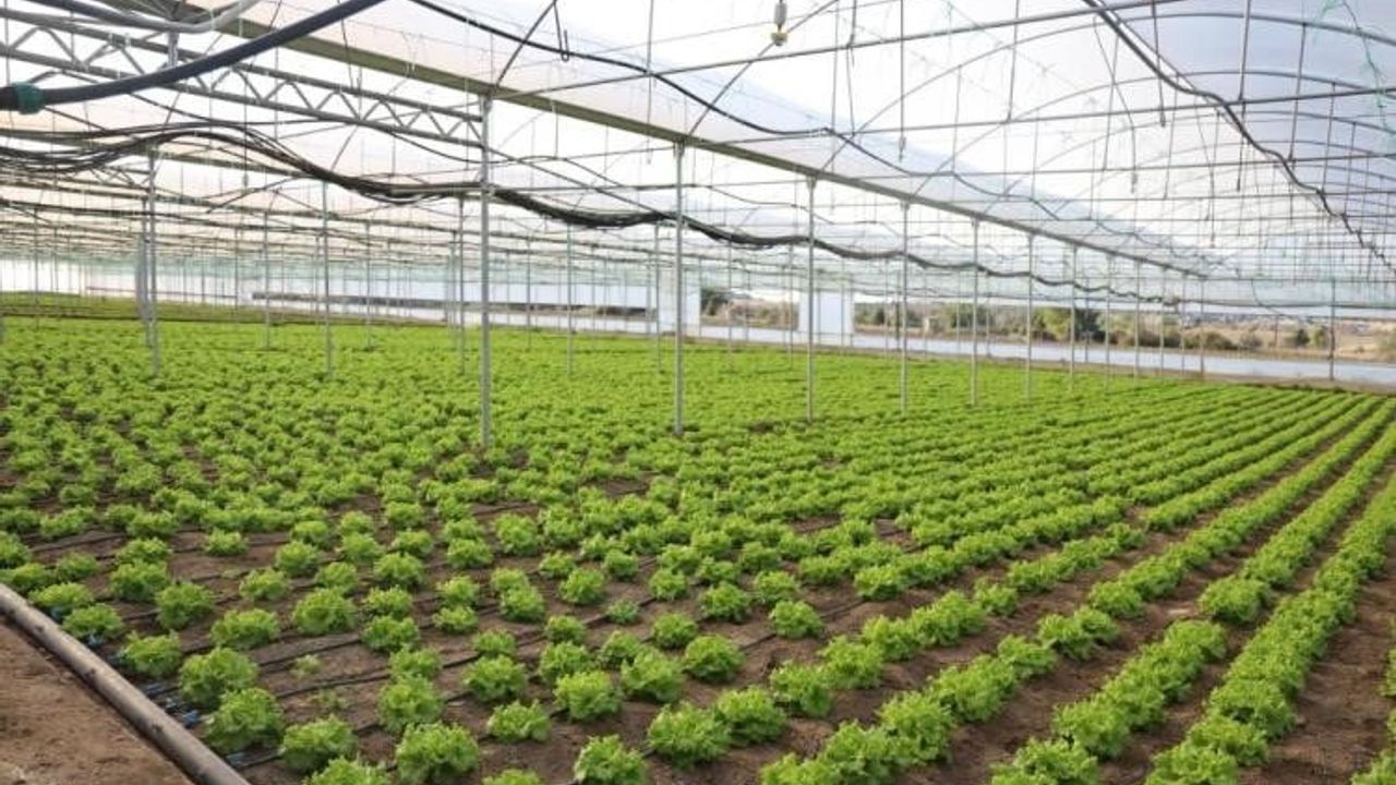 İnhisar'da yüzde 50 hibe destekli modern sera üretime katkı sağlıyor