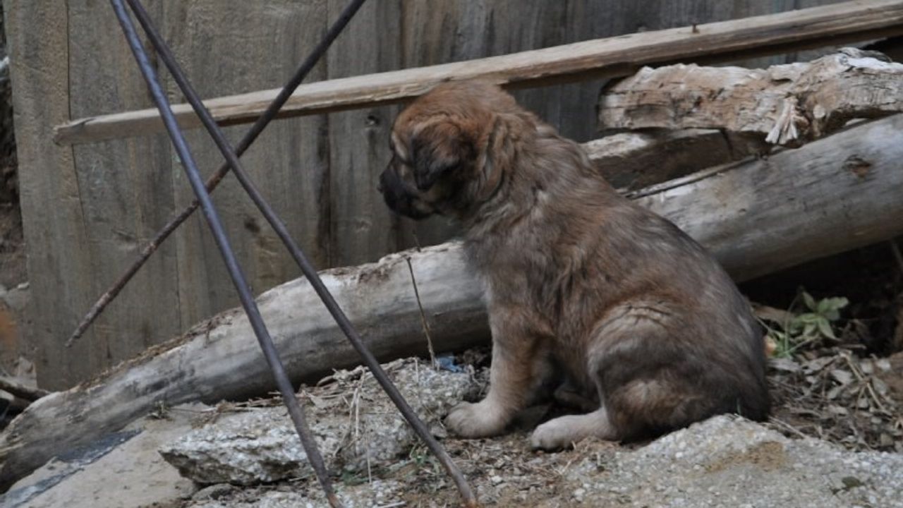 Isparta Hisarardı’da art arda köpek ölümleri — Valilik inceleme başlattı