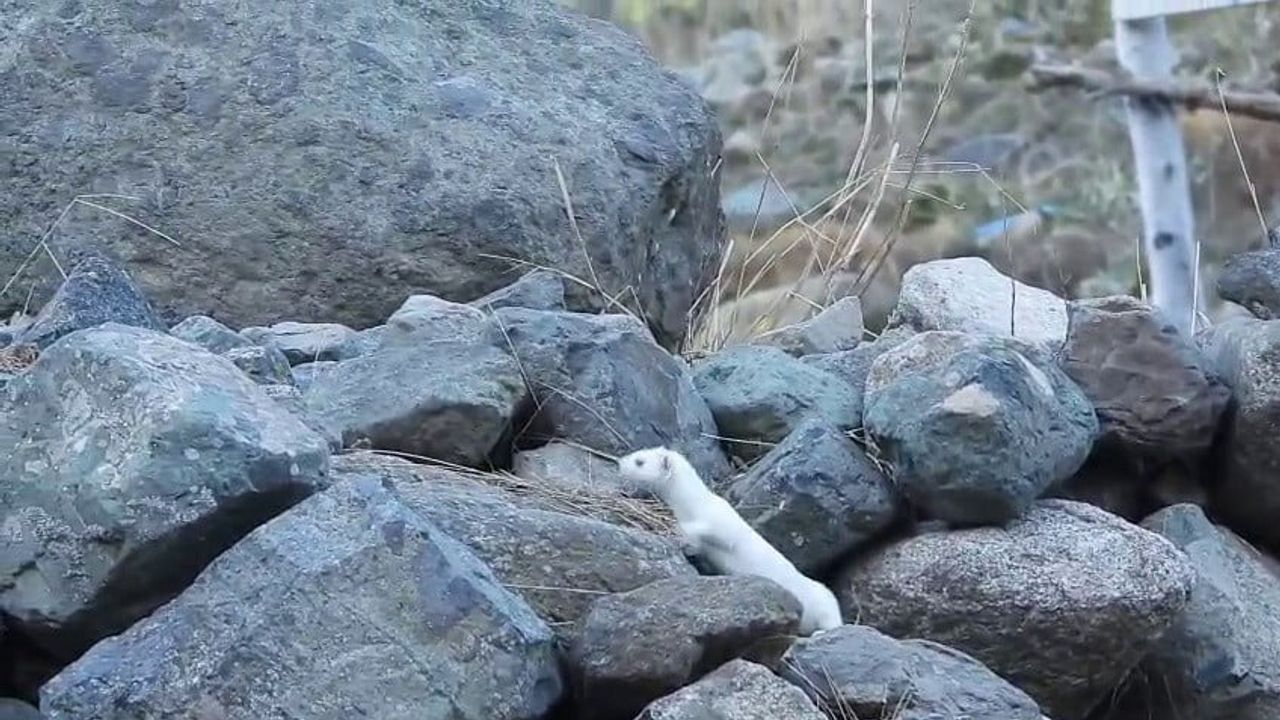 İspir'de gelincikler kışla birlikte beyaza bürünüyor