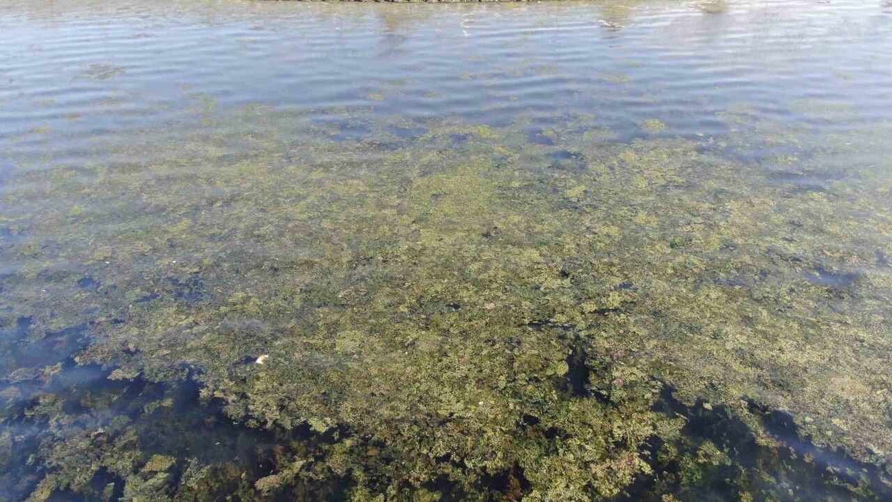 İzmir Bostanlı sahilinde deniz yüzeyini kaplayan 'deniz marulu'