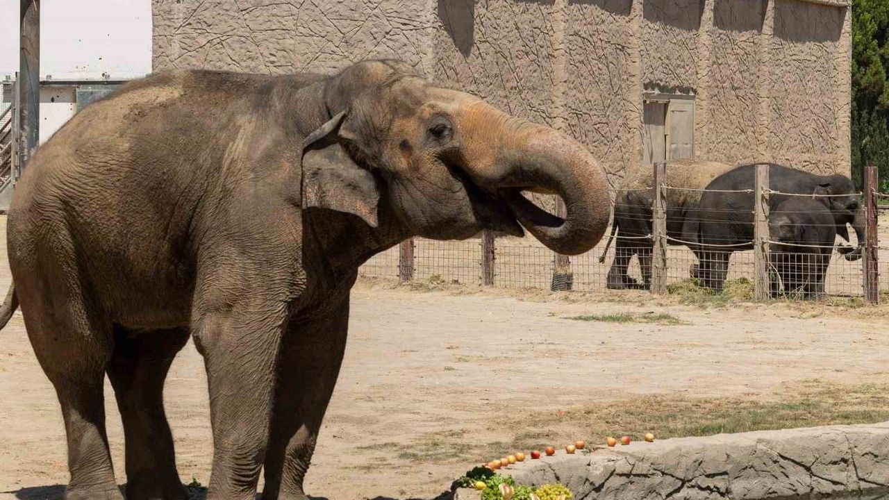 İzmir’de Asya Fillerine Hayati Ayak Bakımı