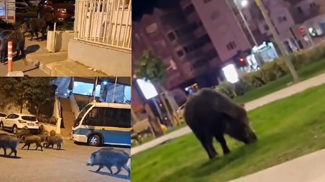 İzmir'de yaban domuzları sokaklara indi: Balçova, Narlıdere, Bornova'da endişe