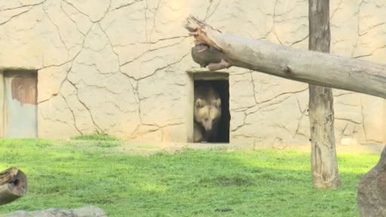 İzmir Doğal Yaşam Parkı'na dişi siyah jaguar Jüliet ve bozayı Yumuk katıldı