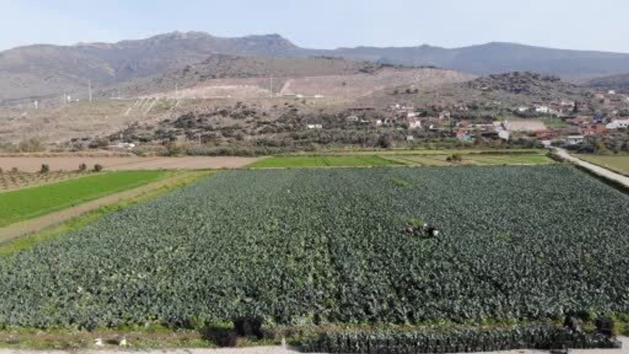 İzmir Menemen Ovası’nda 'Yeşil Altın' Brokoli Hasadı Başladı