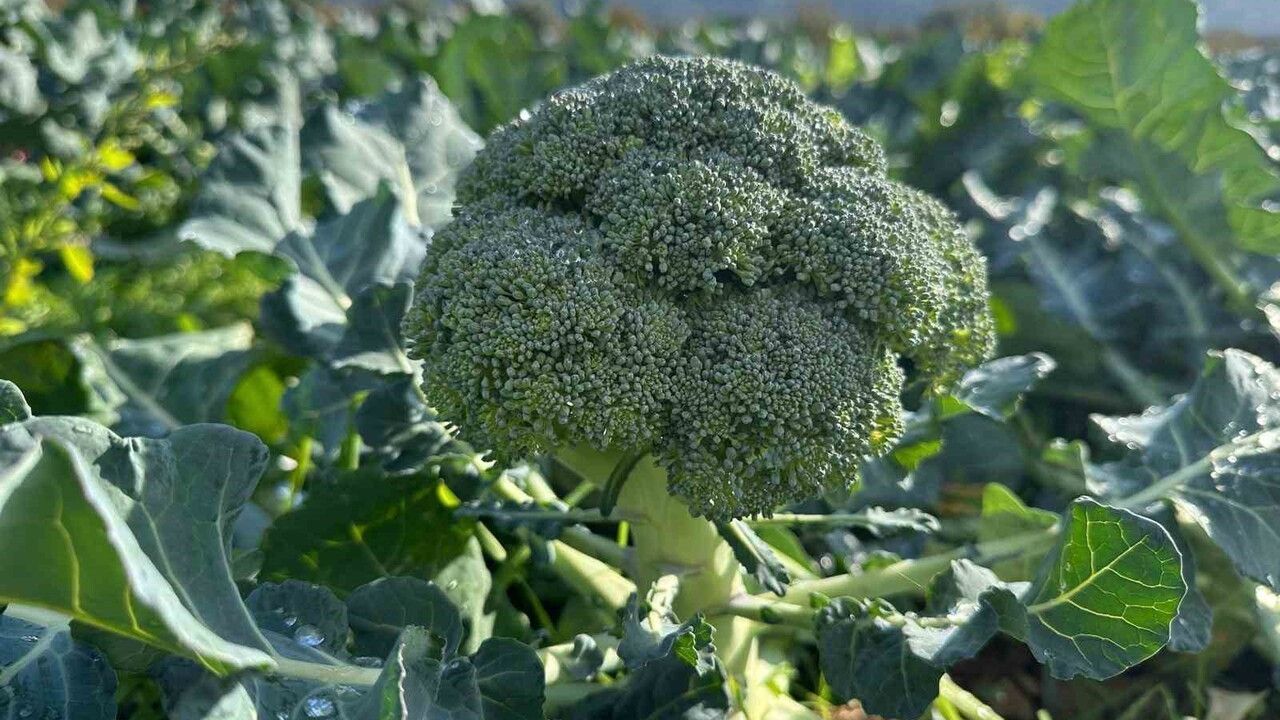 İznik’te brokoli tarlada 10–20 TL, pazarda tanesi 70 TL'ye kadar çıkıyor