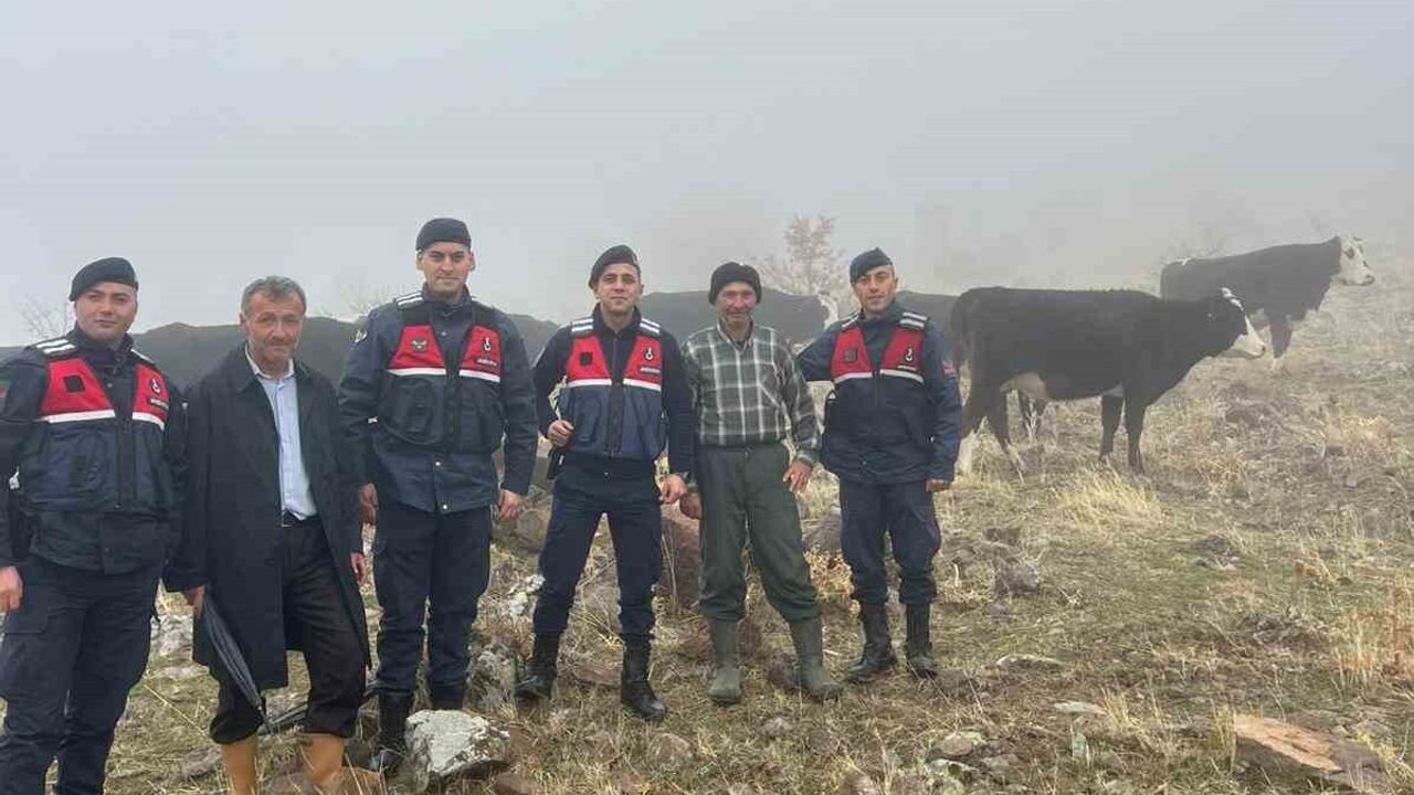 Jandarma, Seydişehir'de Kayıp 11 Büyükbaş Hayvanı Dağda Buldu