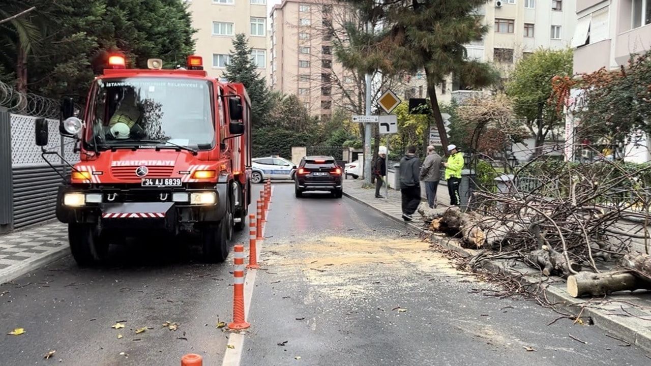 Kadıköy'de kaldırımdan yola devrilen ağaç kısa süreli paniğe yol açtı