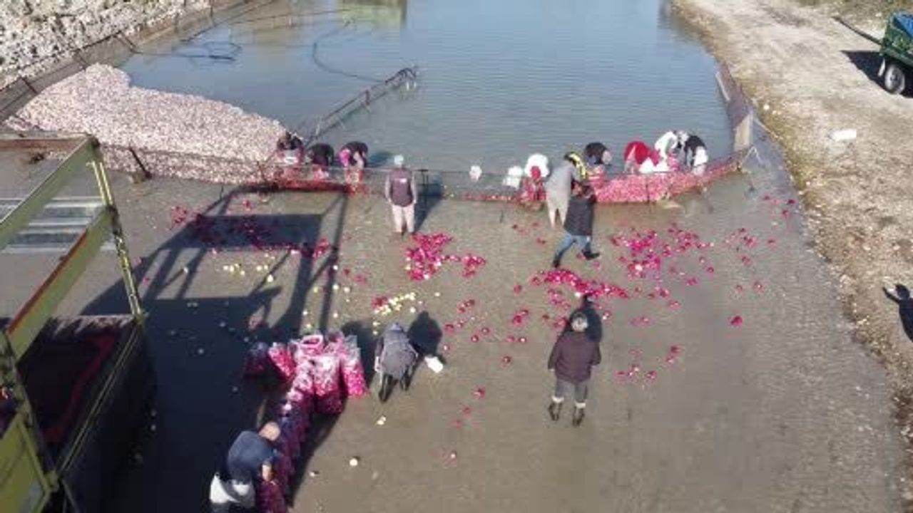 Kadirli'de turp hasadı: Soğuk suda ekmek mücadelesi