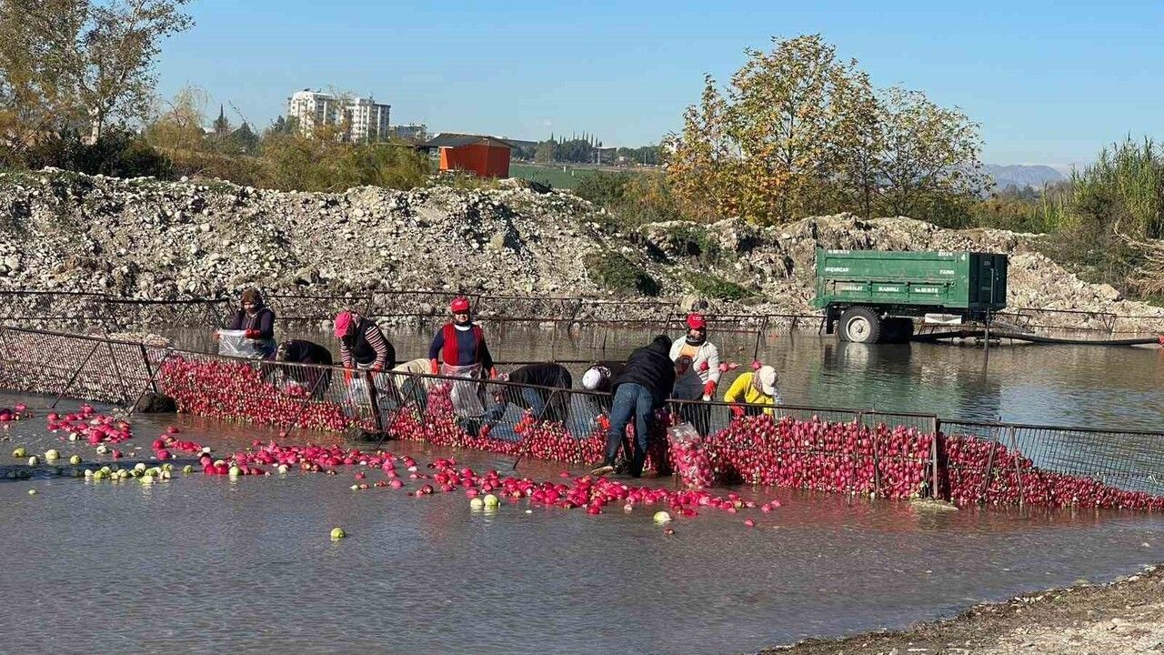 Kadirli'de turp mesaisi: soğuk suda kadın emeği