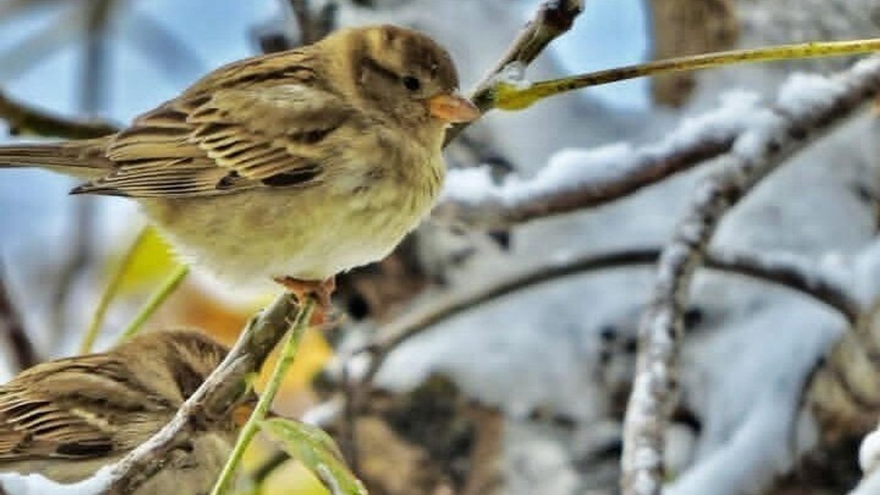 Kahramanmaraşlı genç fotokapanlarla yaban hayatını kayıt altına alıyor