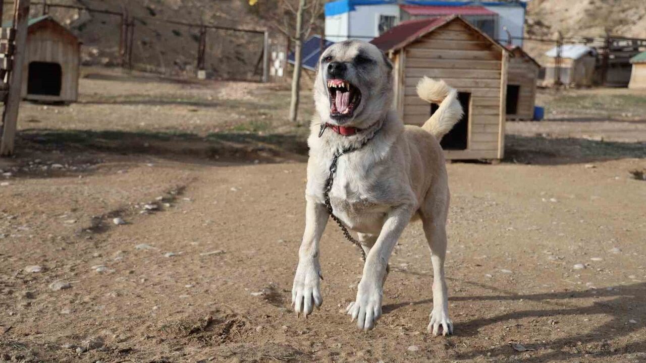 Kangallar kışa hazırlanıyor: Tüy değişimi ve kar beklentisi