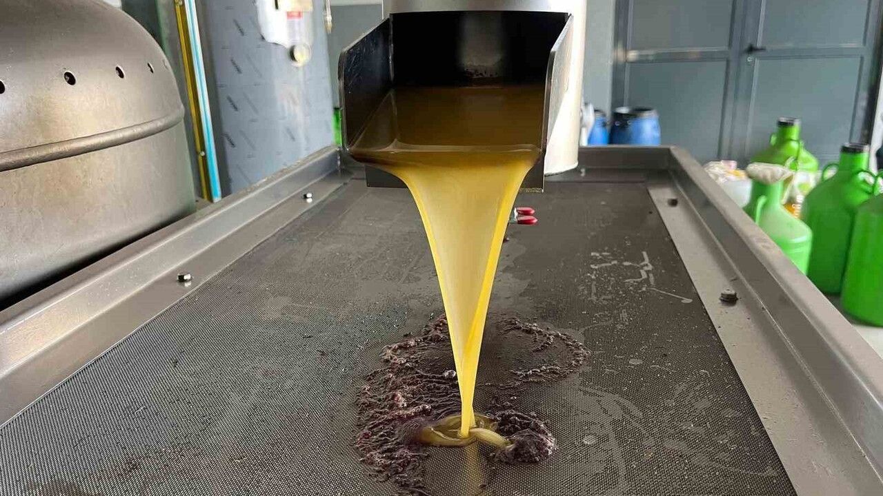 Kara meyve altın sıvıya dönüşüyor: Buldan'da zeytin hasadı ve işleme