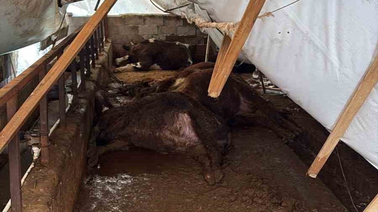 Karabük’te kar yükü ahırı çöktürdü: 7 büyükbaş telef, 15 küçükbaş kurtarıldı