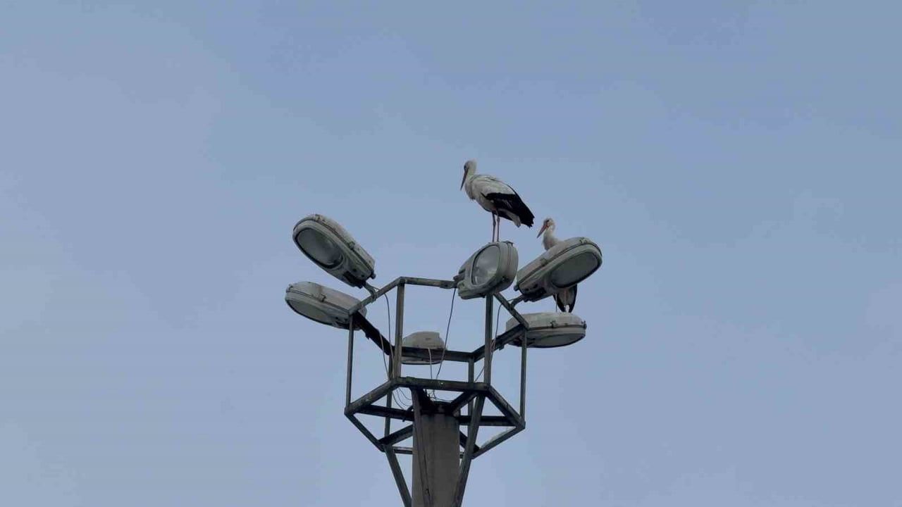 Karabük'ün simgesi 'Demir' leylek dronla görüntülendi