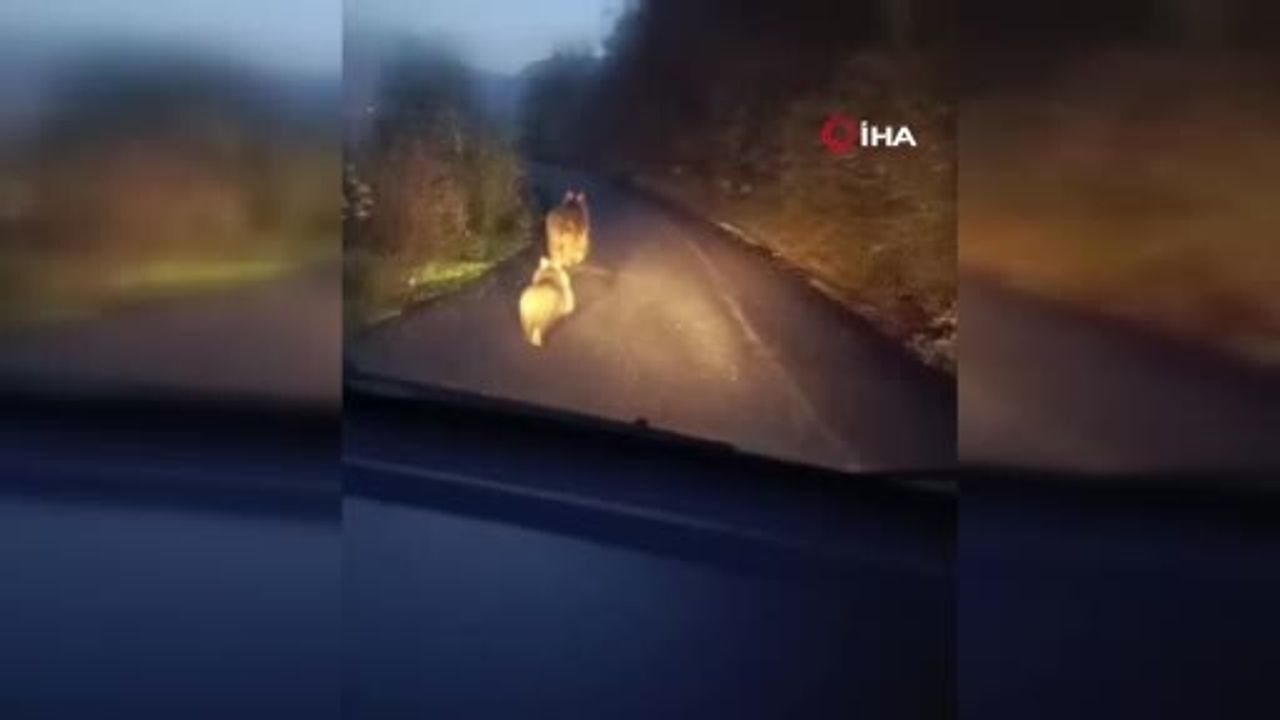 Karabük Yenice Bağbaşı'da anne ayı ve iki yavrusu yolda görüntülendi