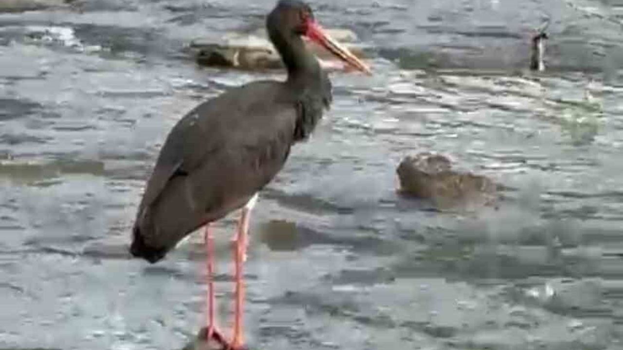 Karabük Yenice’de nadir görülen kara leylek görüntülendi