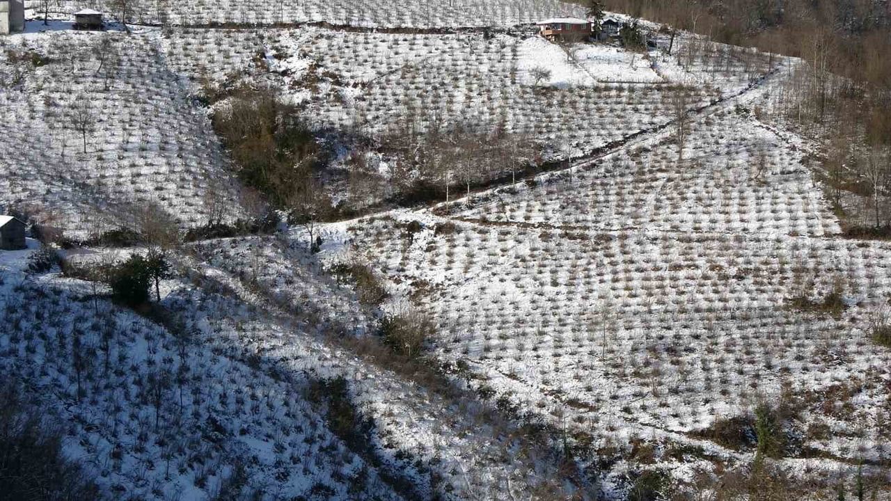 Karadeniz'de kar fındık ve tarımı güçlendirdi