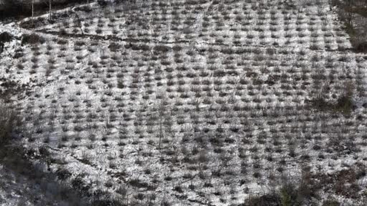 Karadeniz'de kar fındık ve tarımı olumlu etkiledi