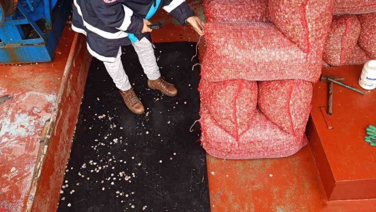 Karadeniz'den Çıkarılan Beyaz Kum Midyelerine Sıkı Denetim