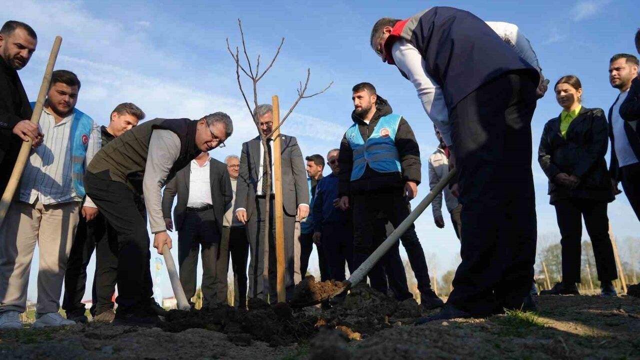 Karadeniz'in en büyük incir projesi Tekkeköy'de: Gelir kız öğrencilere burs olacak