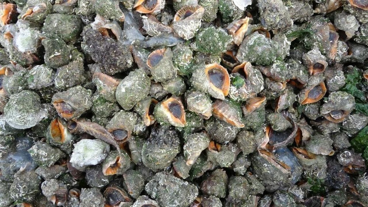 Karadeniz'in İki Büyük Tehdidi: Deniz Salyangozu ve Taraklı Medüz