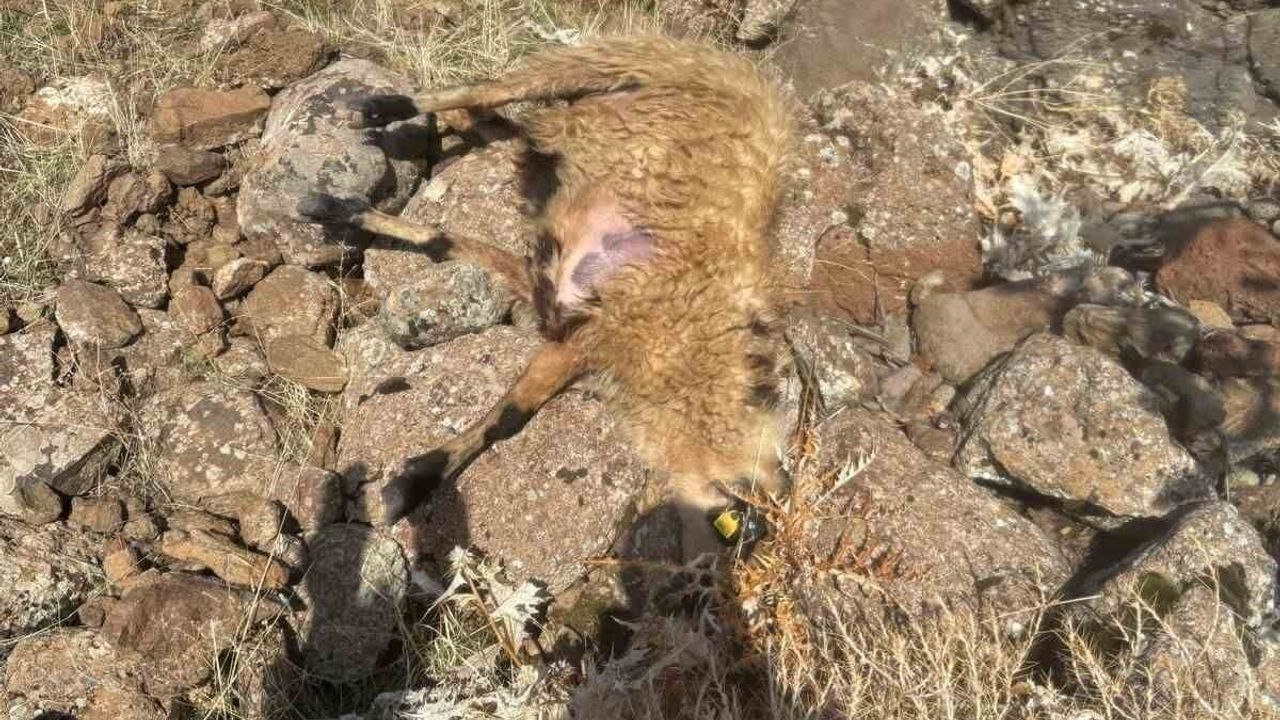 Karakoçan'da sürüden ayrılan koyunlara kurt saldırısı: 28 telef, 12 kayıp