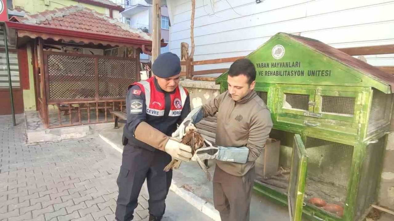 Karaman’da Yaralı Kızıl Şahin Koruma Altına Alındı
