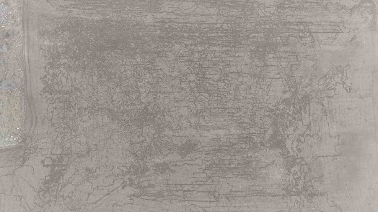 Karaman Madenşehir’de yaban domuzları 50 dekar tarlayı tahrip etti