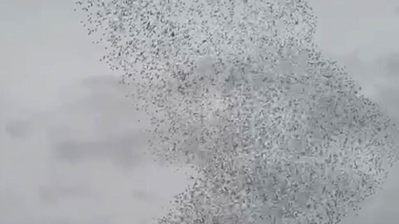 Karapınar'da sığırcık kuşları gökyüzünde görsel şölen