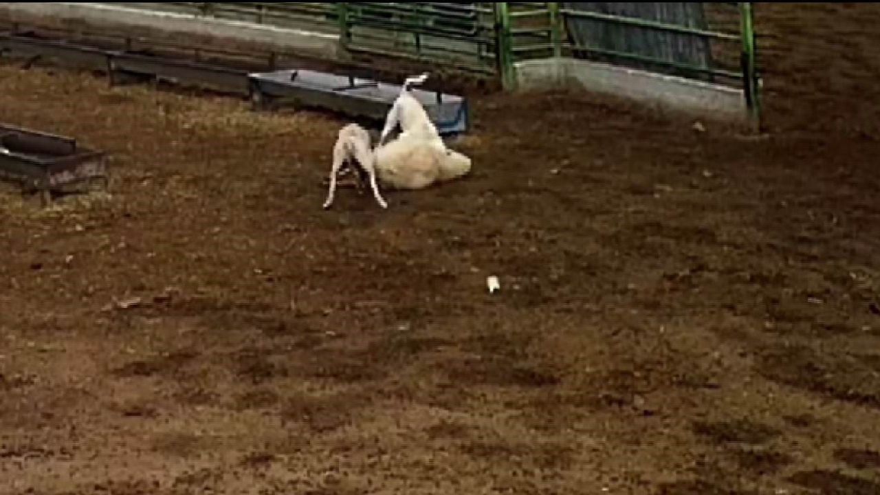 Karapınar'da sokak köpekleri ağıla girip bir koyunu telef etti