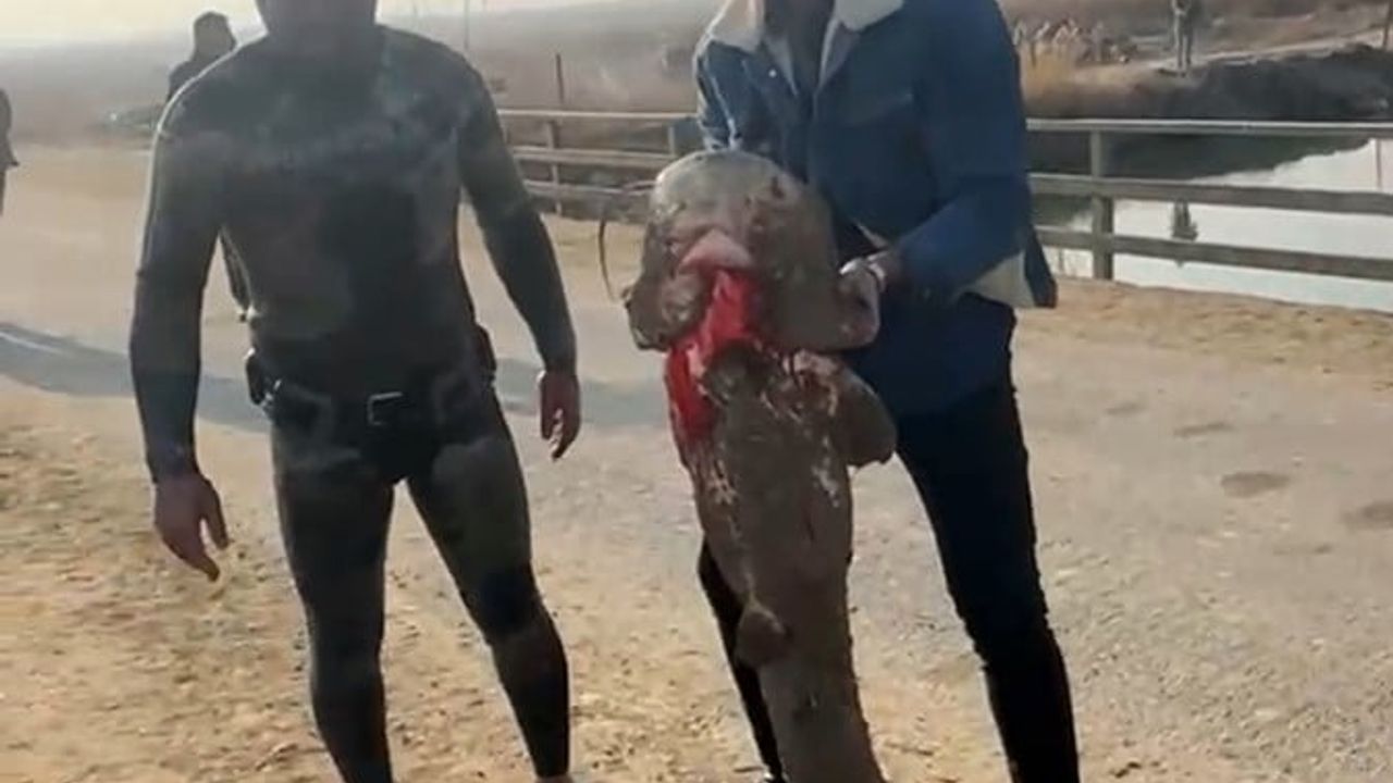 Karasu Çayı'nda çıplak elle yayın avı: 'Balık adam' Suat Çetindere