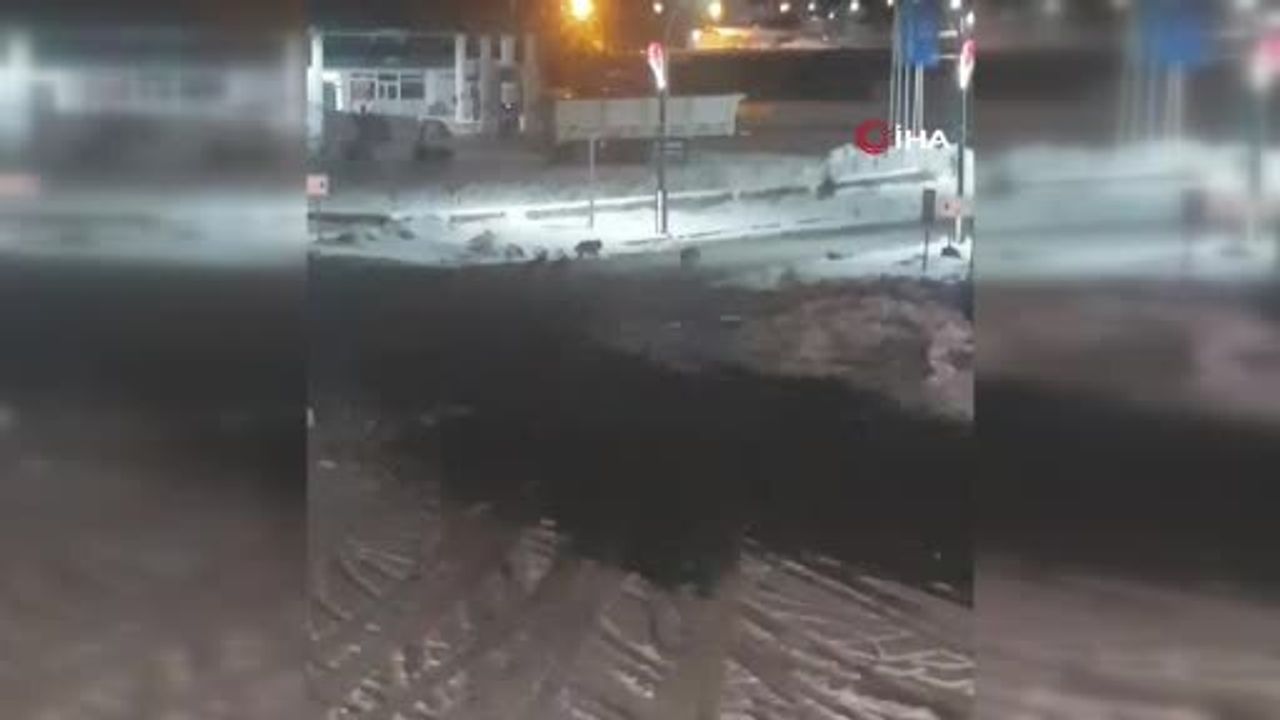 Karayazı'da akşam alarmı: Kurt sürüleri mahallelere indi