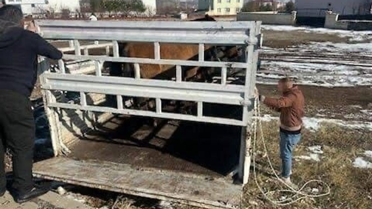 Karlıova’da Kış Öncesi Önlem: Başıboş Binek Hayvanları Toplandı