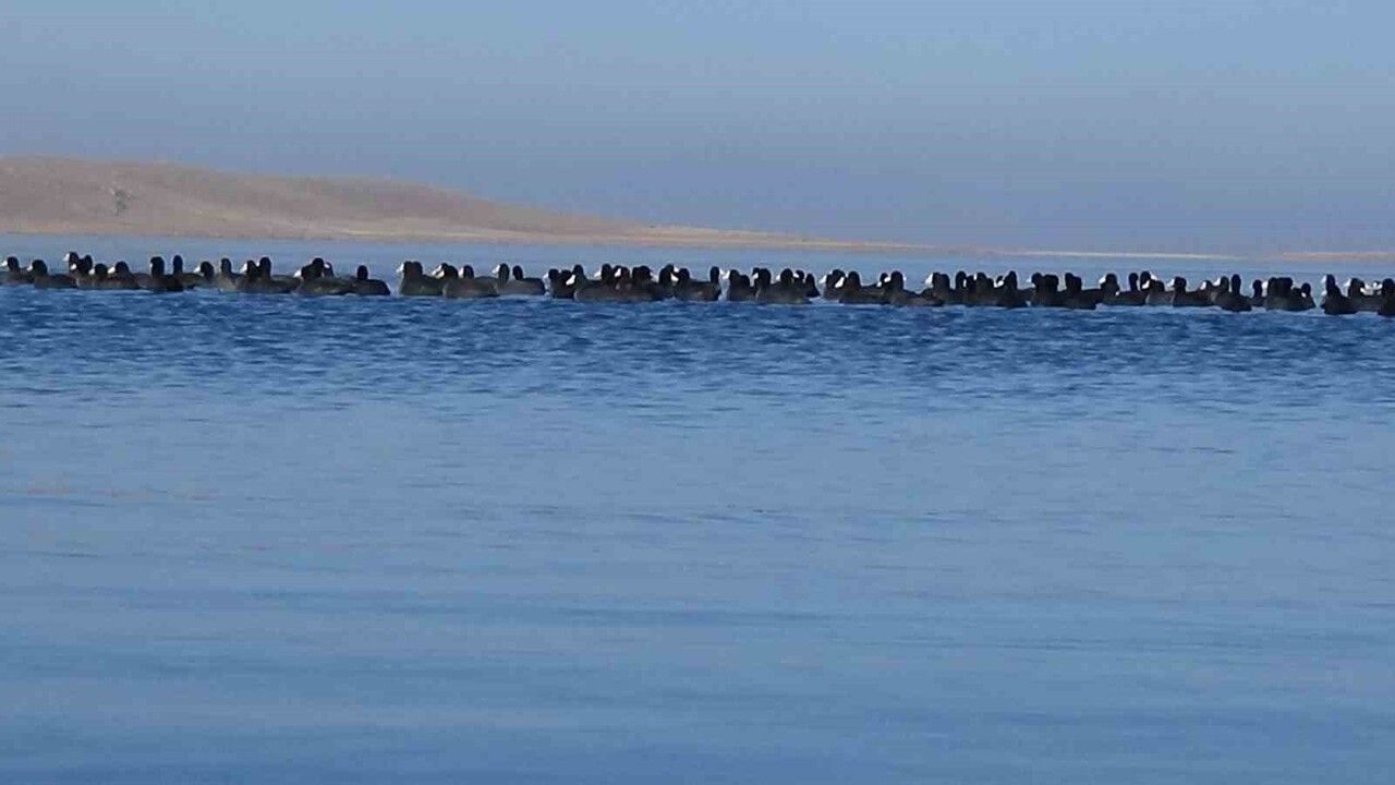Kars’ın Yerli Penguenleri: Sakarmekeler Görevde