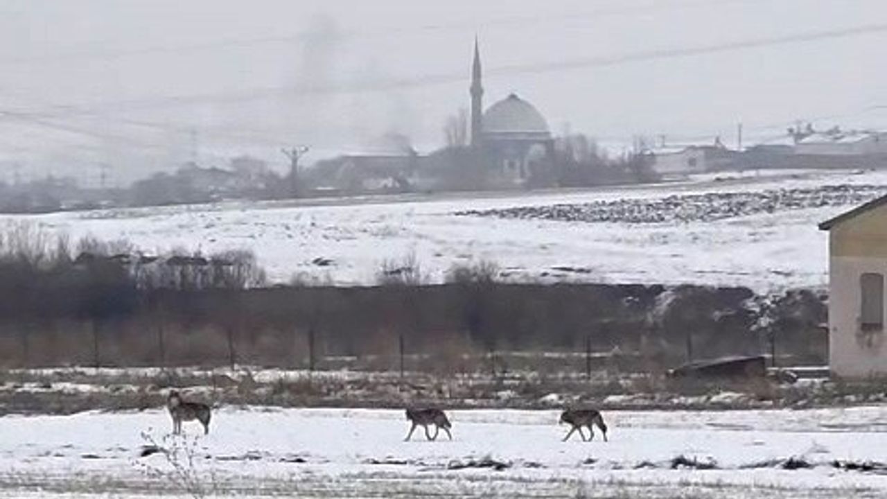Kars'ta 6 kurt merkez sanayi bölgesine indi