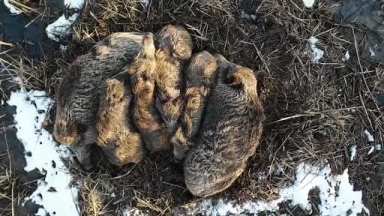 Kars'ta Yaban Domuzu Ailesinin Yumak Halindeki Uyku Anları Drone ile Kaydedildi